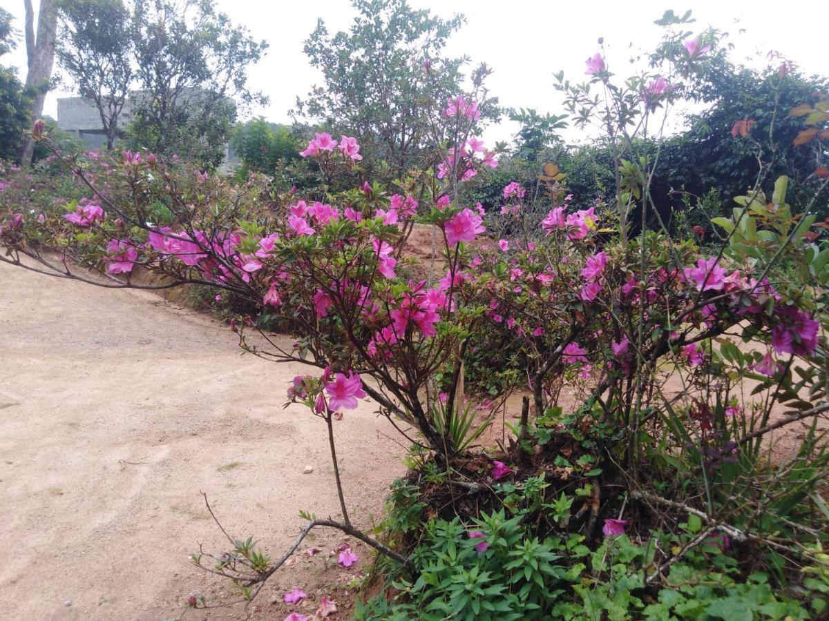 Forest Cyniciam Homestay Ohiya Exterior photo
